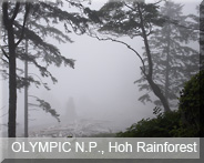 03-usa-wash-olympic-np-rainforest