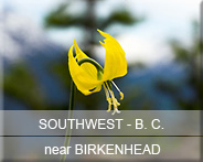 05-bc-sw-birkenhead