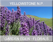 07-usa-wyoming-yellowst- np-flora