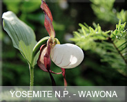 10-usa-calif-yosemite-wawona