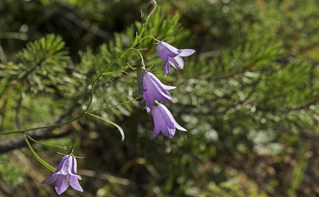 alpine bluebell