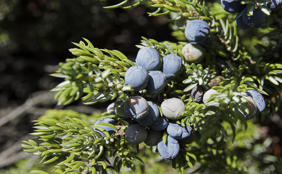 juniper next to the trail